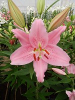 [4299 Catemaco VH No02.JPG]